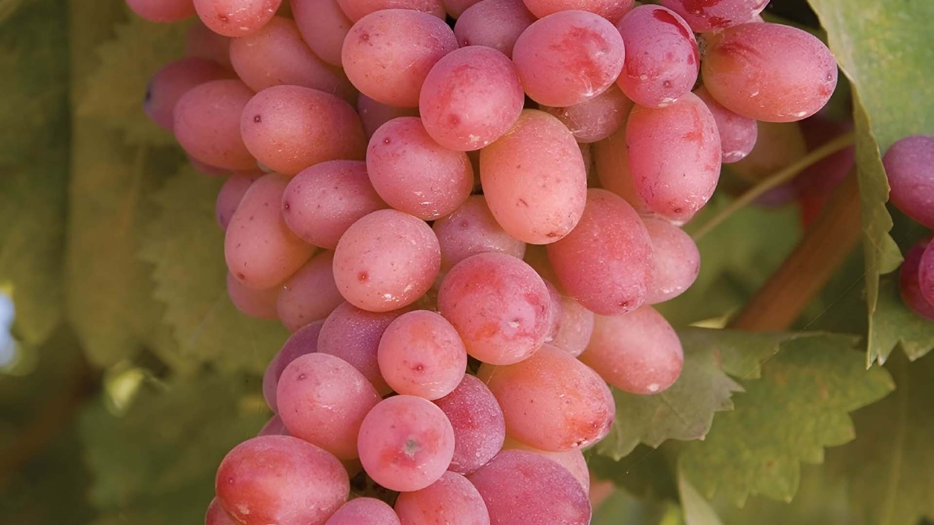Гроздь винограда Велес.