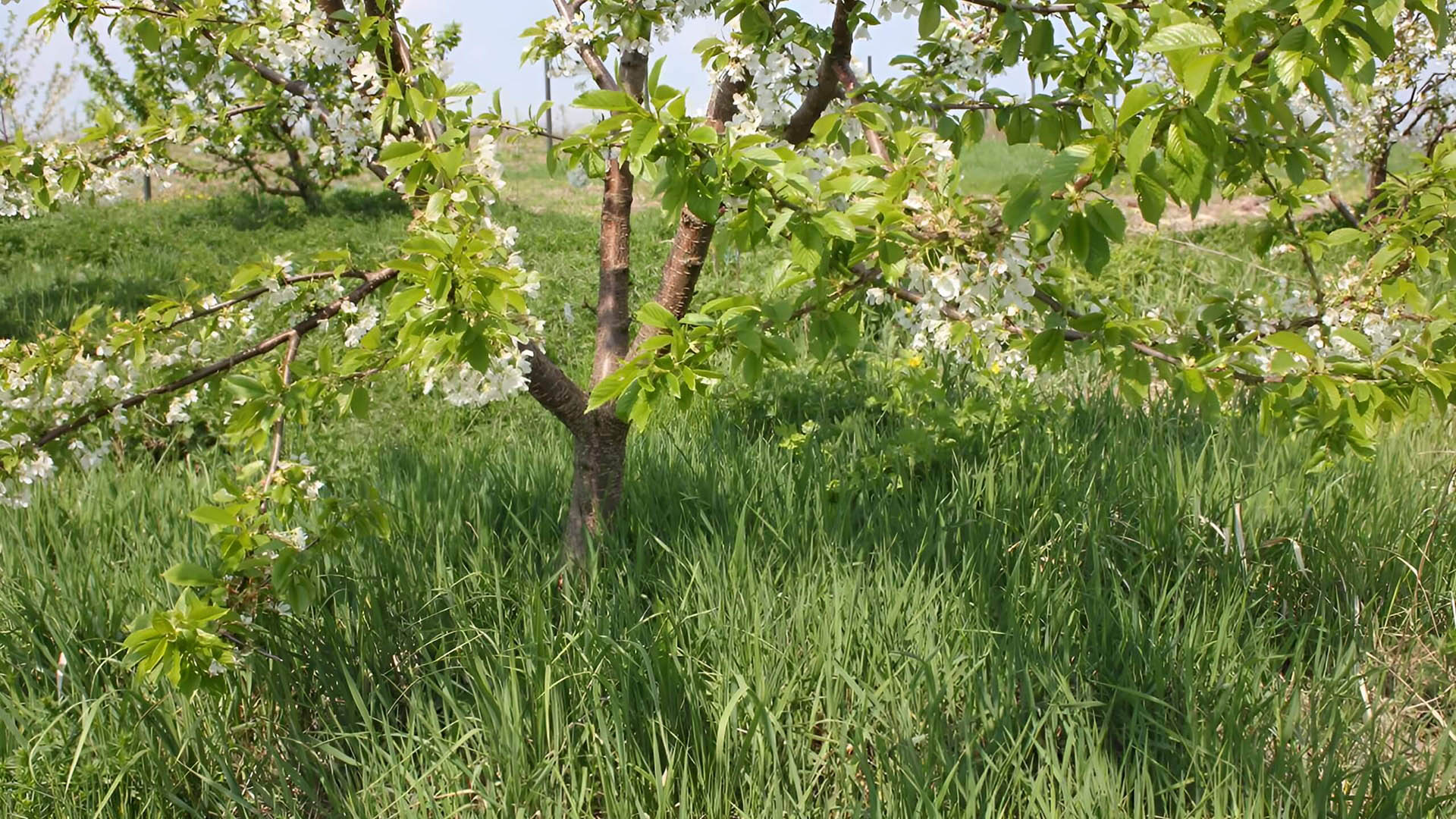 Цветение черешни сорта Брянская.