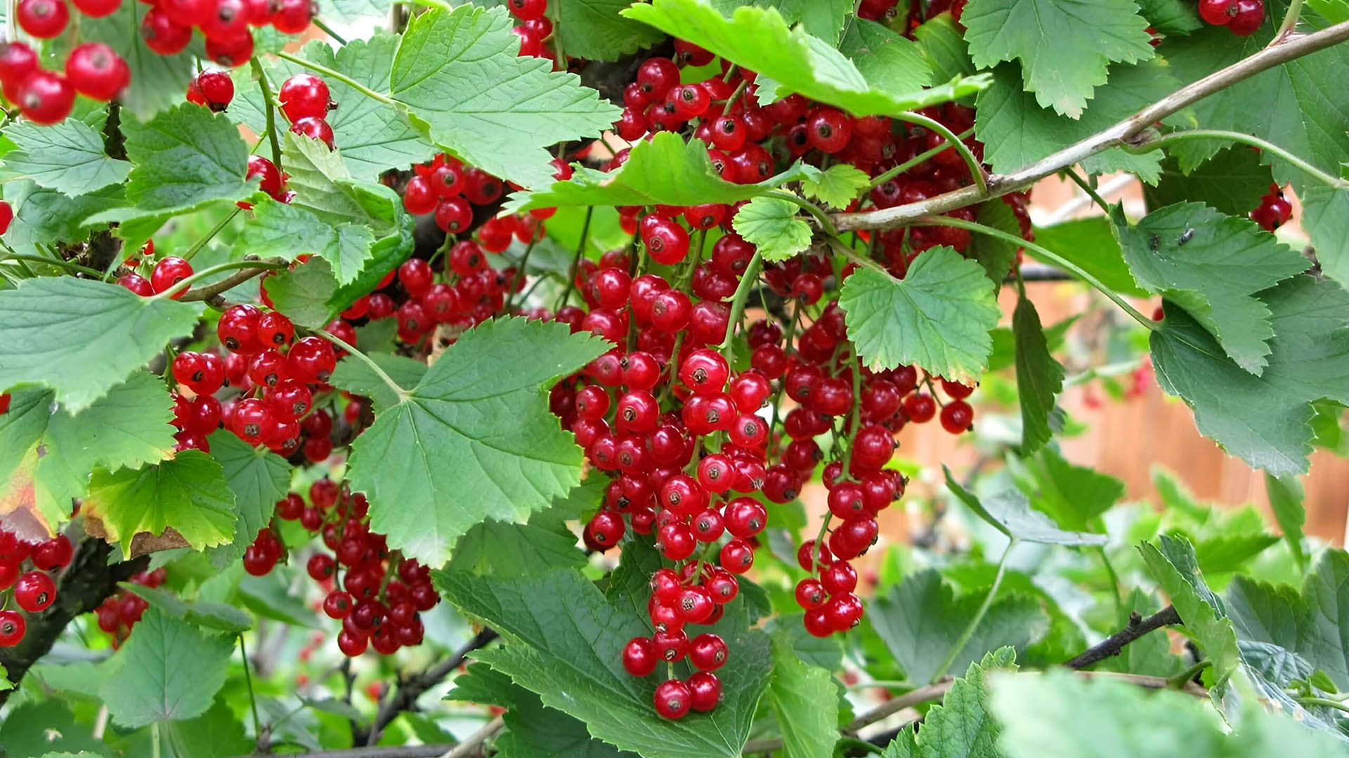 Красная голландская смородина украсит любой сад.