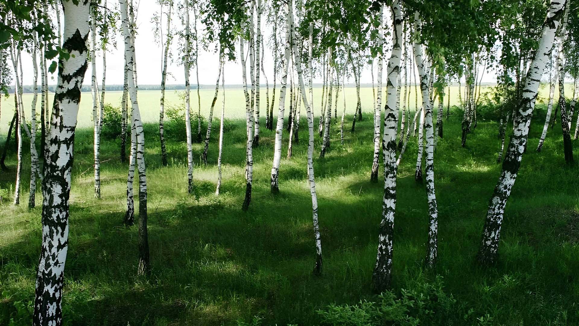 Молодые березки смотрятся эффектно.