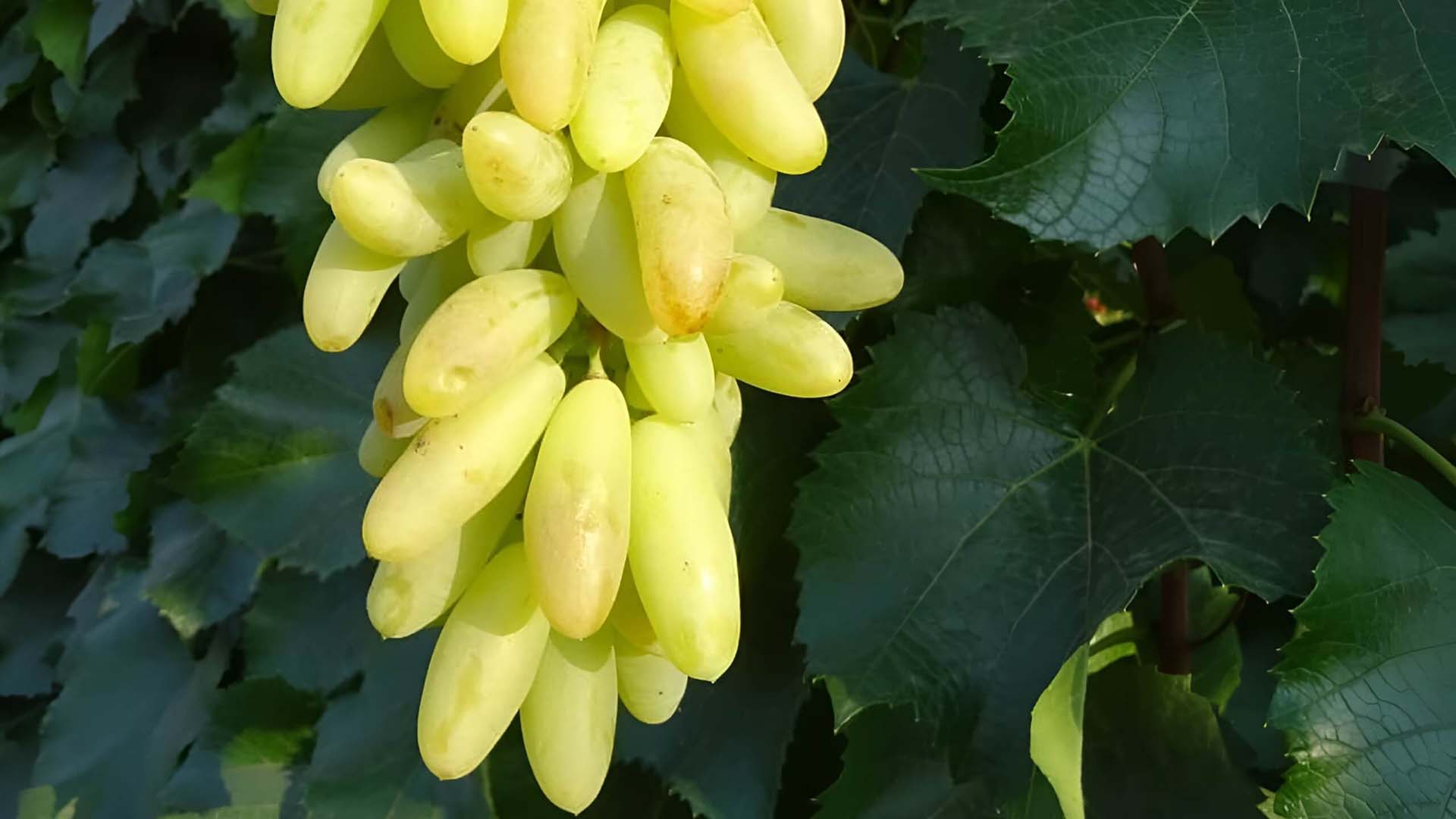 Вытянутые ягоды сорта дамские пальчики на грозди.
