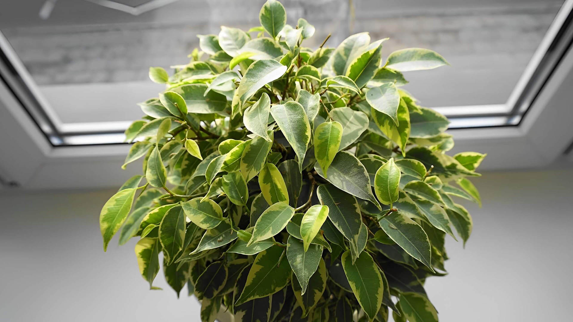 Фикус Бенджамина иногда стригут под шар.