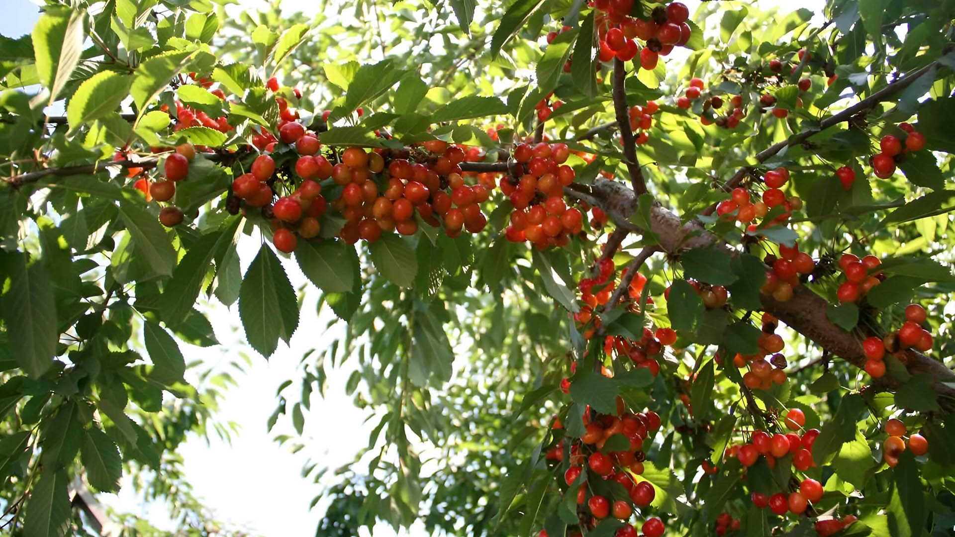 Созревшая брянская черешня.