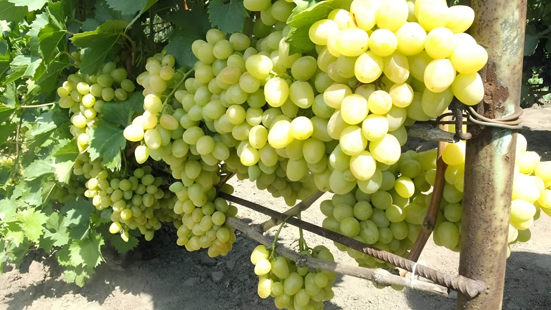Виноград Аркадия дает до 50 кг с куста.