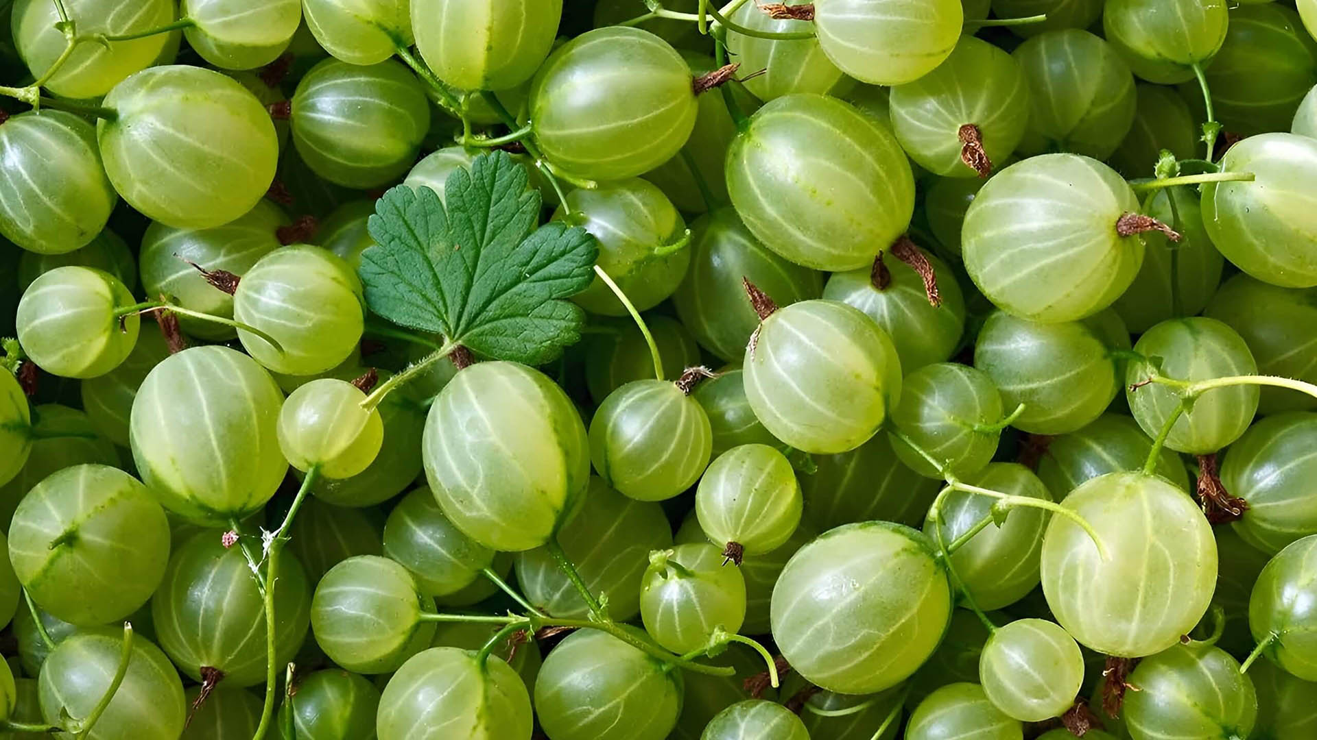 Крыжовник берилл не только вкусен, но и красив.