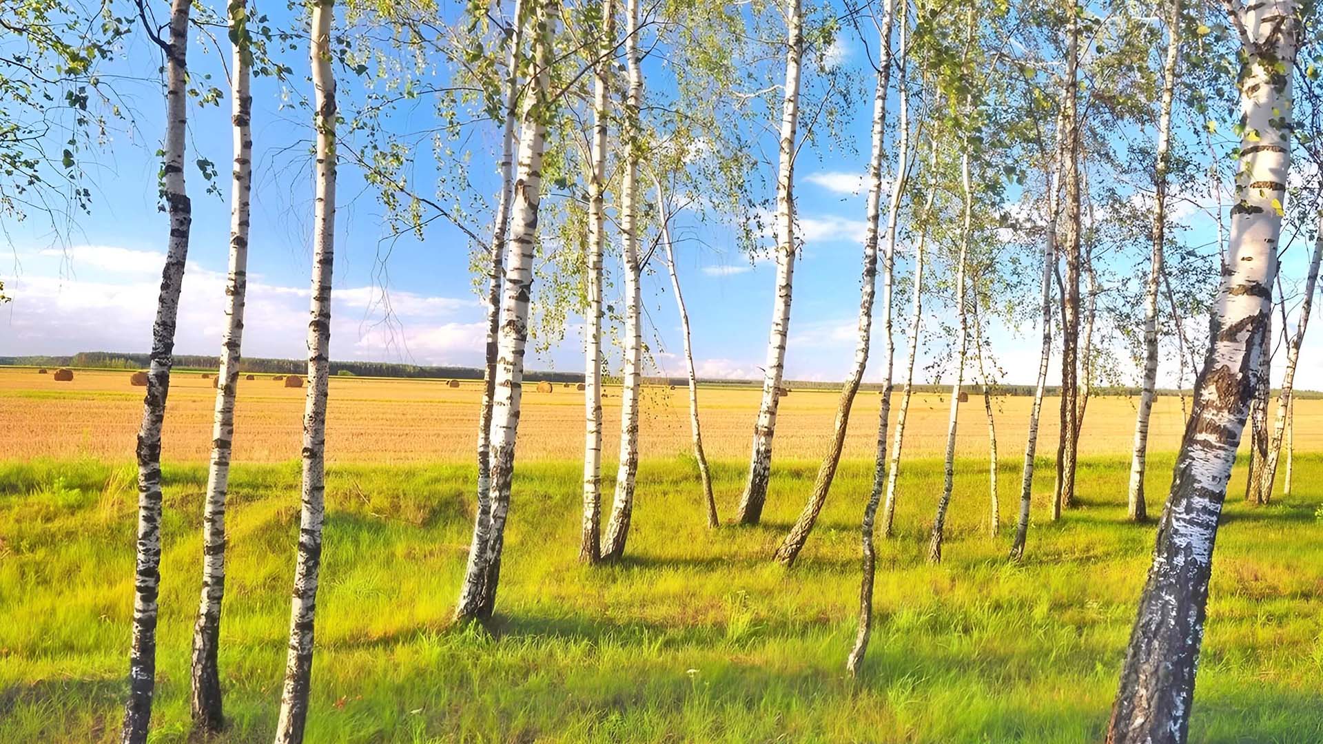 Березы часто растут на опушках лесов.