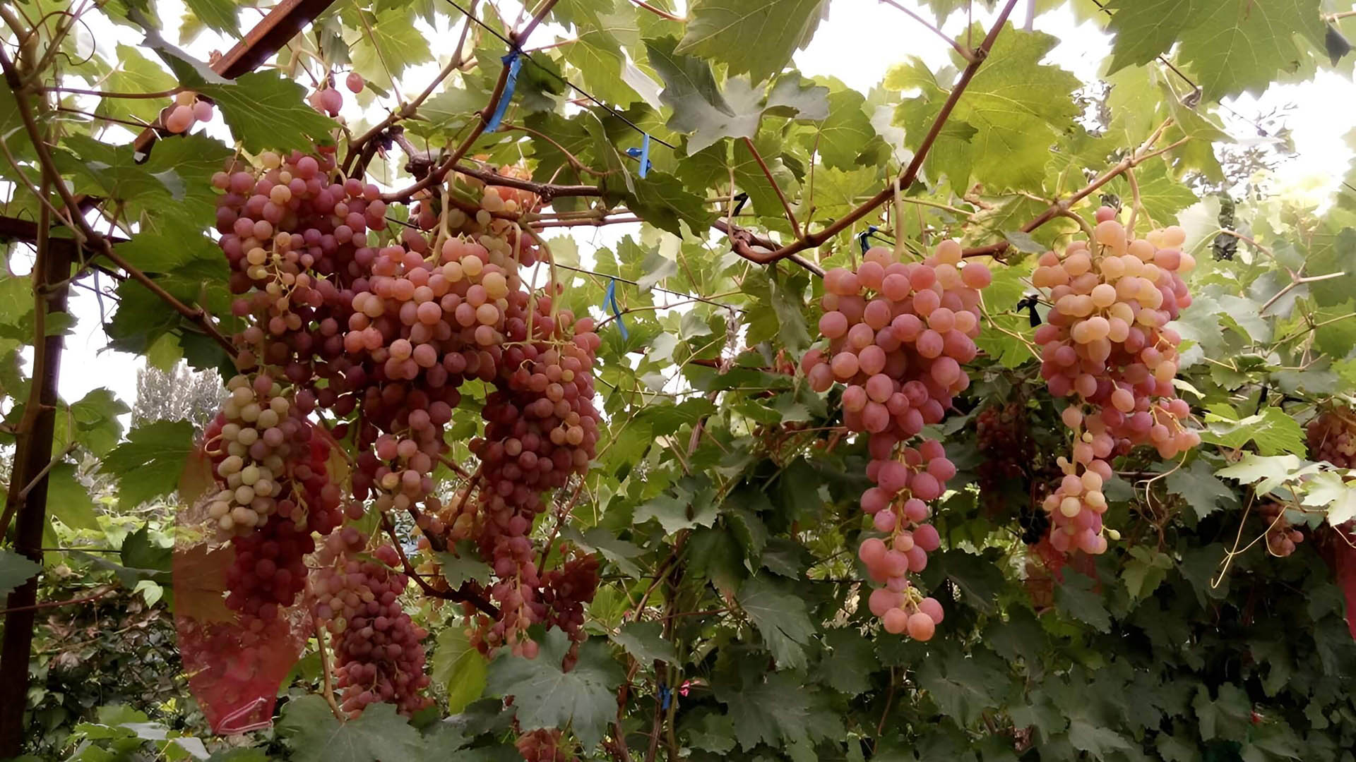 Виноград сорта кишмиш лучистый.