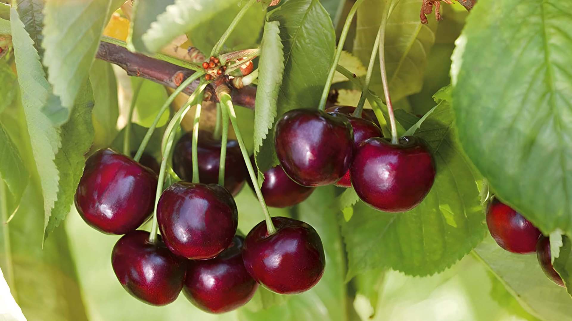 Кожица черешни ипуть эффектно глянцевая.