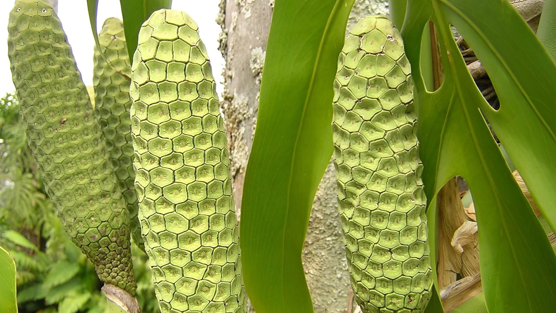 Ценители экзотики оценят вкус монстеры деликатесной.