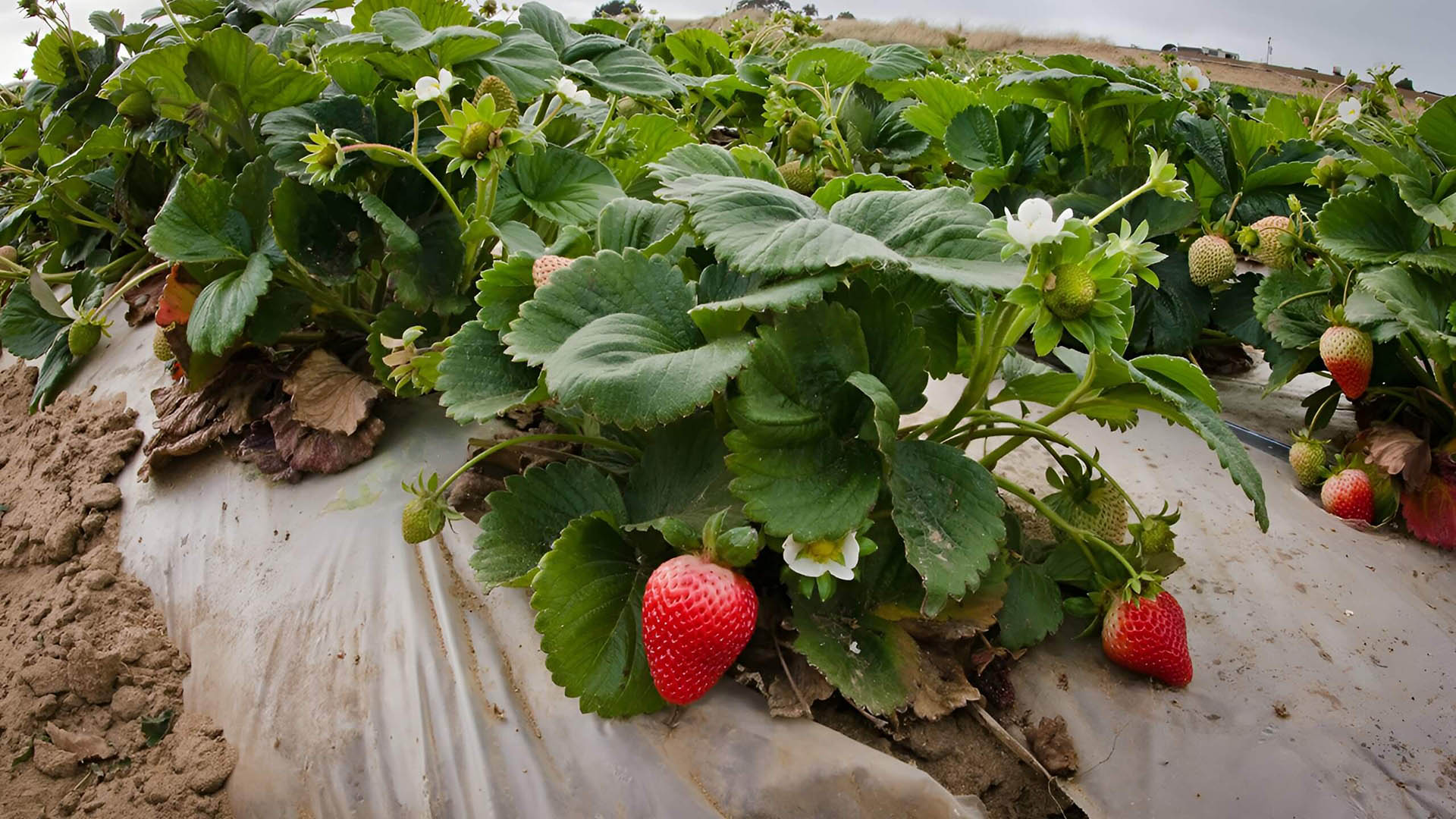 Утепленные грядки клубники зефир.