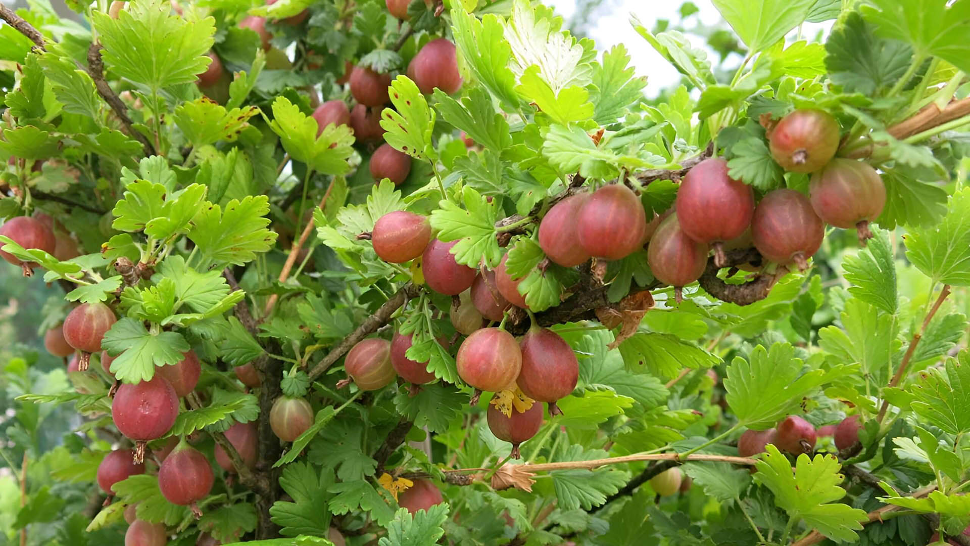 Крыжовник сорта колобок.