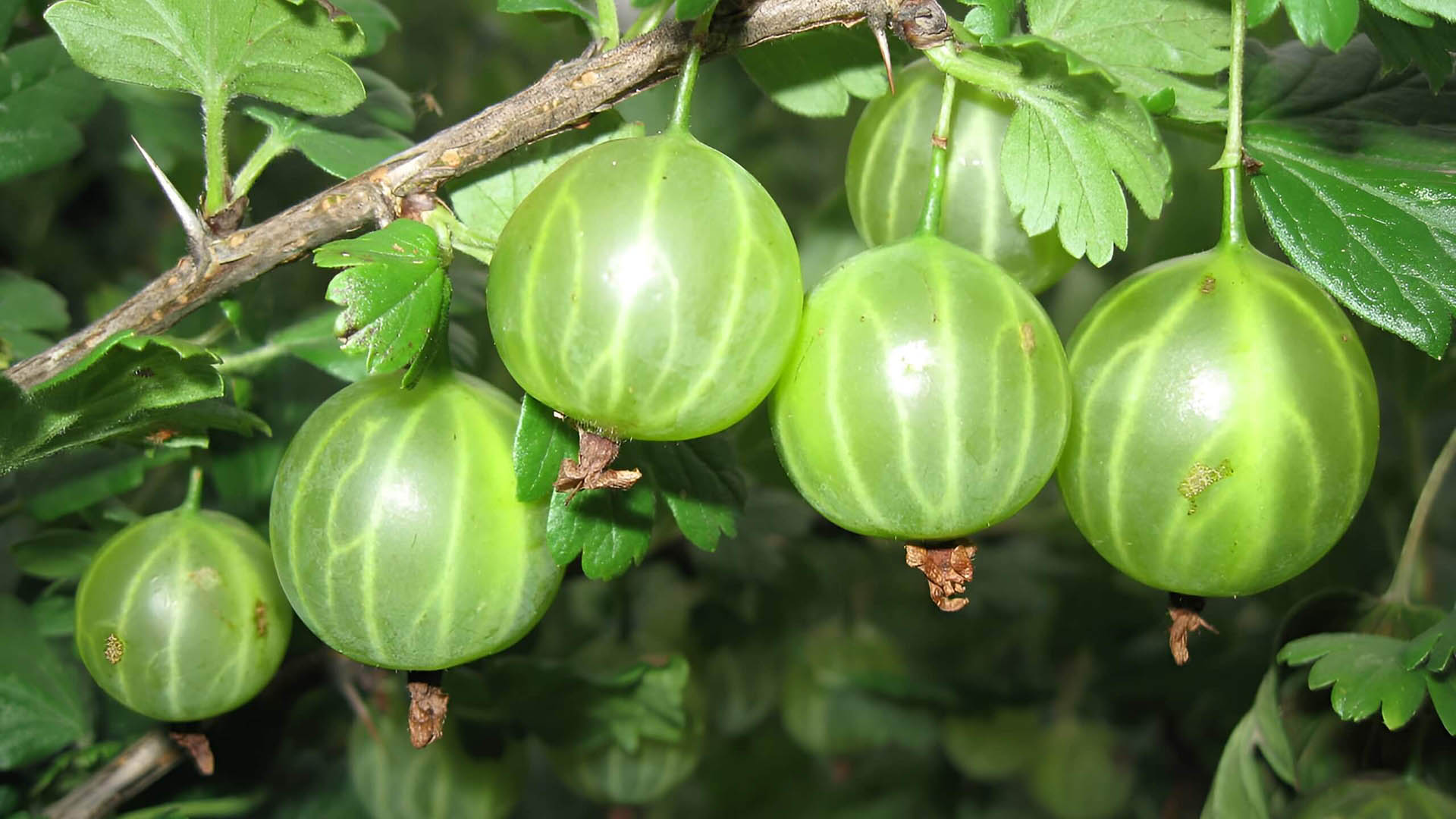 Крыжовник малахит на кусте.
