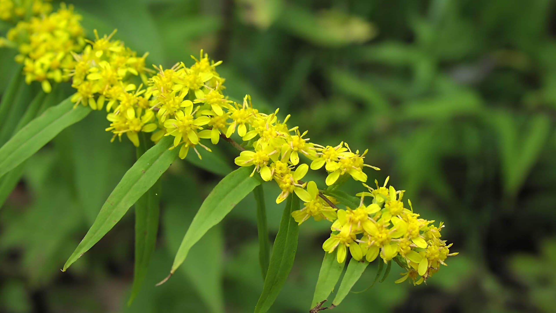 Цветы золотарника мелкие, но собраны в крупные соцветия.