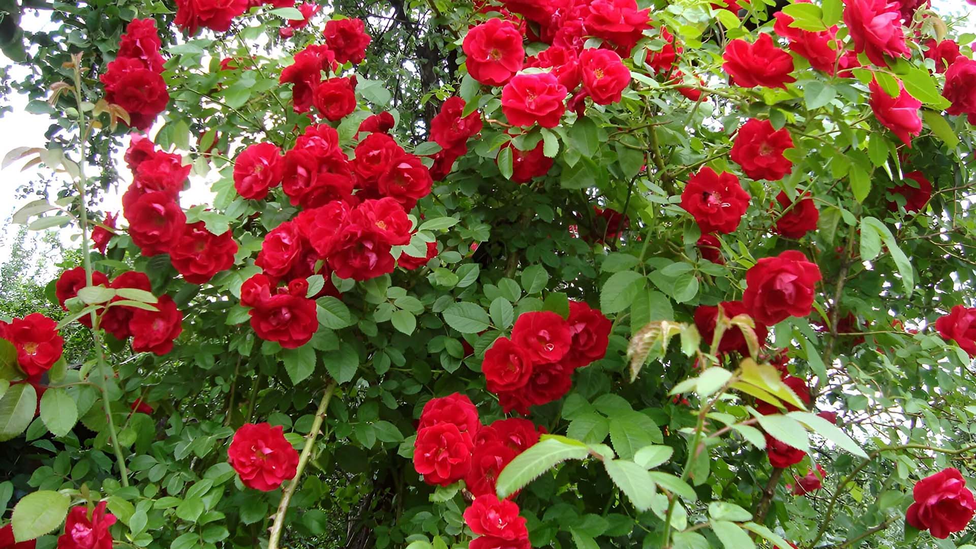 Куст роз Сантана.