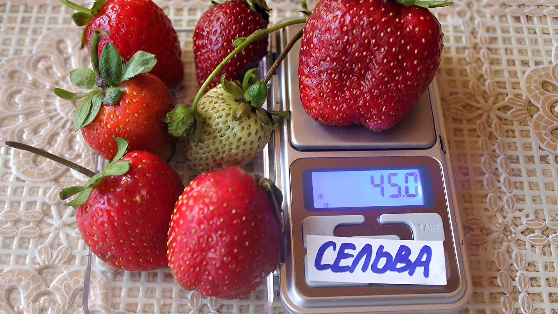 Вес ягоды клубники сельва внушительный.