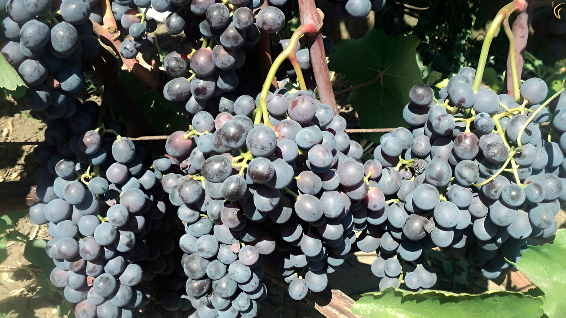 Сорт винограда Агат Донской.