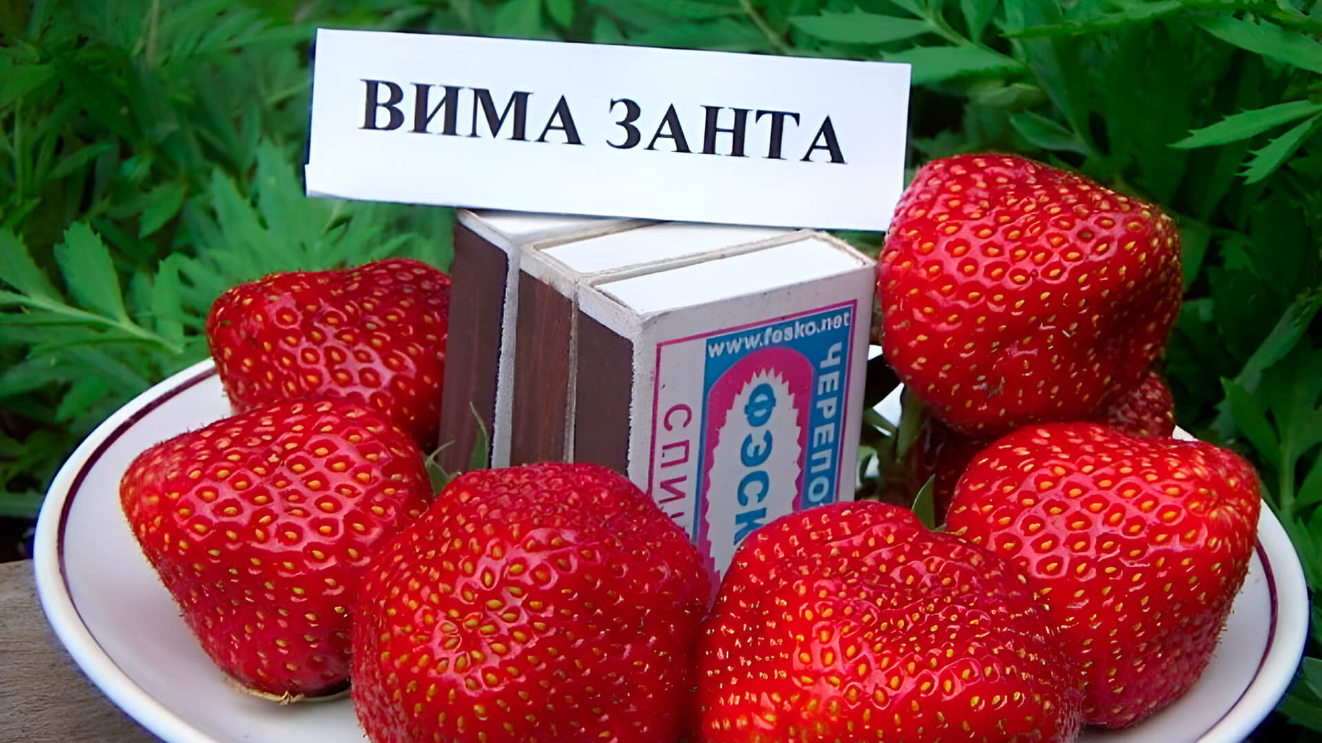 Клубника Вима Занта довольно крупная.