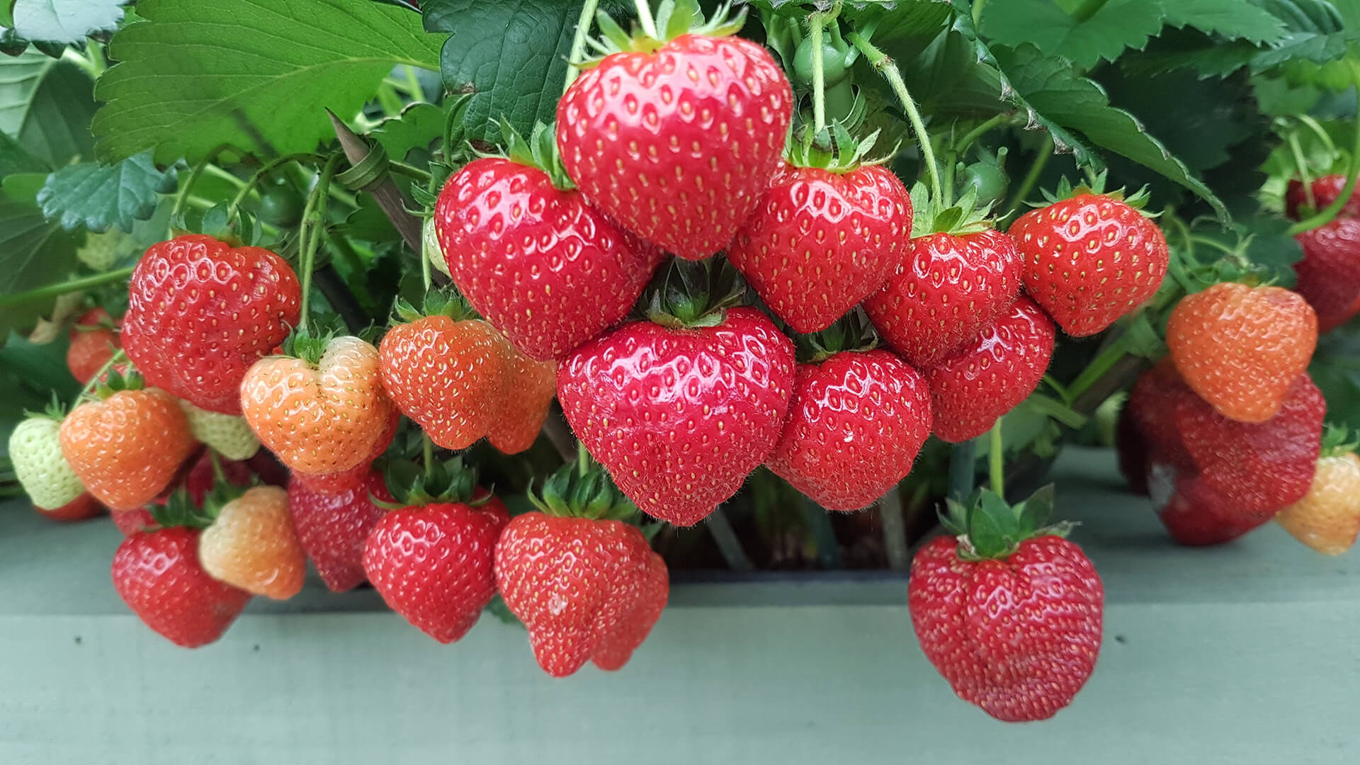 В теплице клубника Мальвина выращивается успешно.