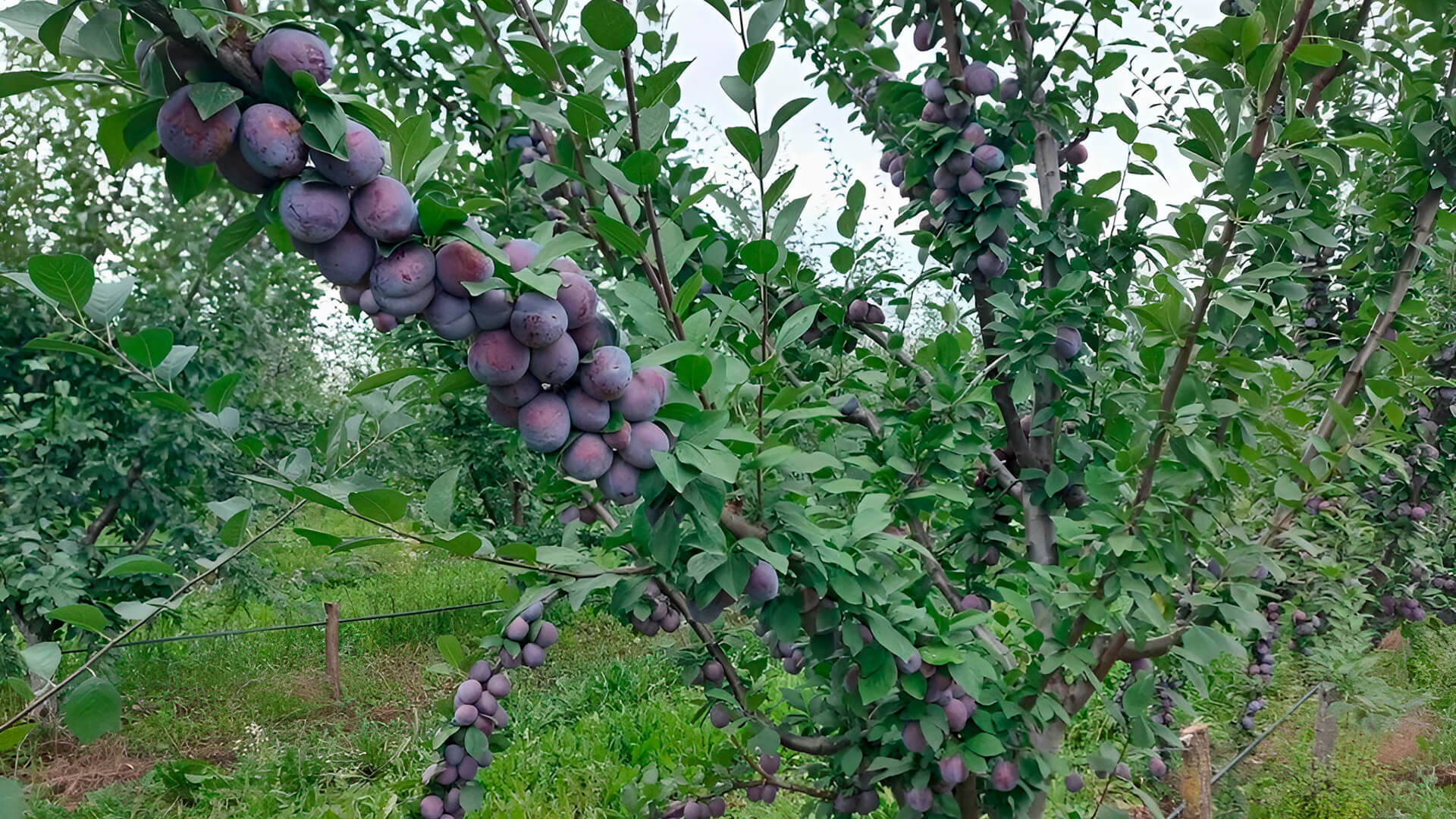 Плотные гроздья слив Кабардинка на ветвях.