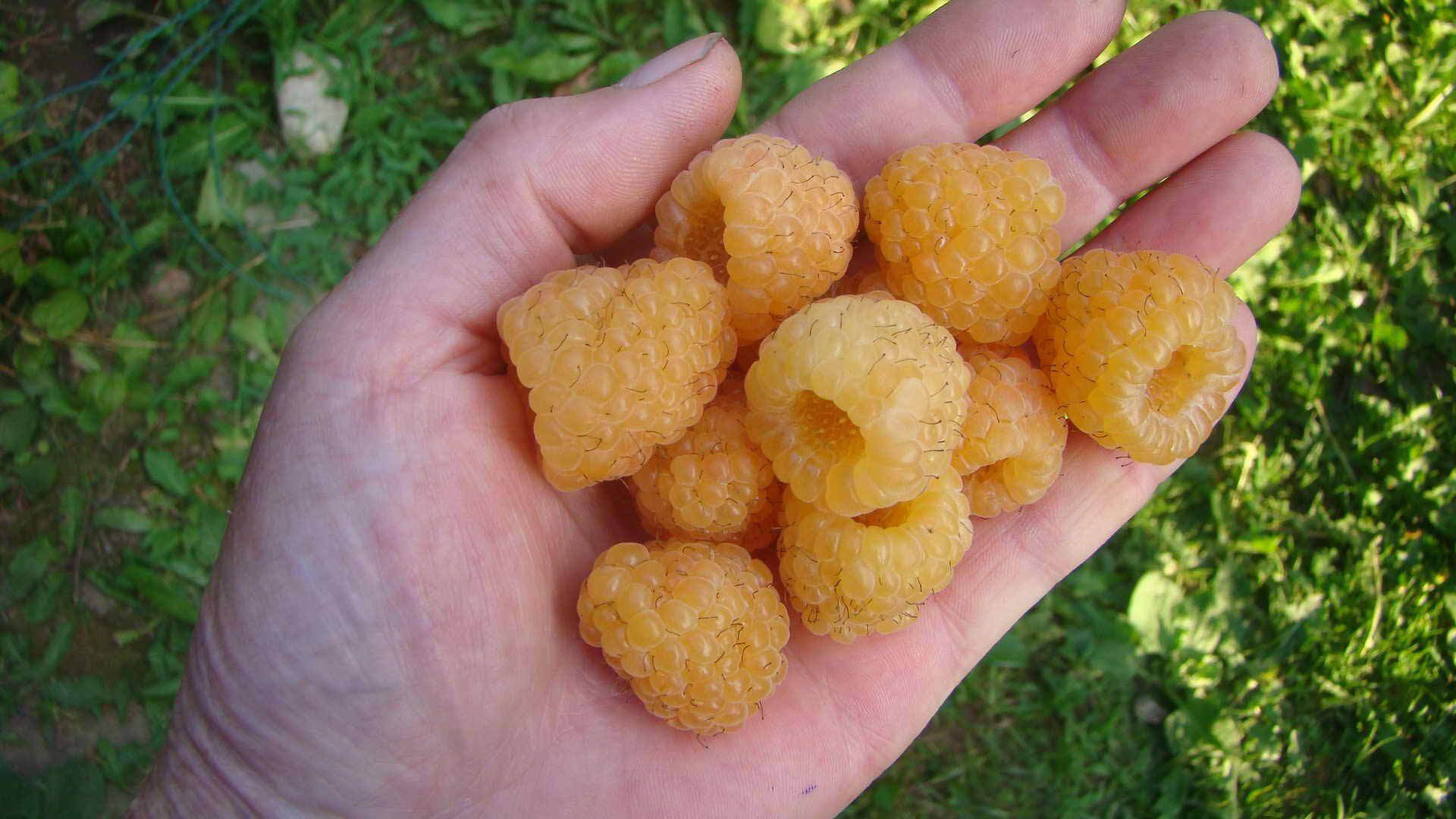 Сорт малины Желтый гигант.