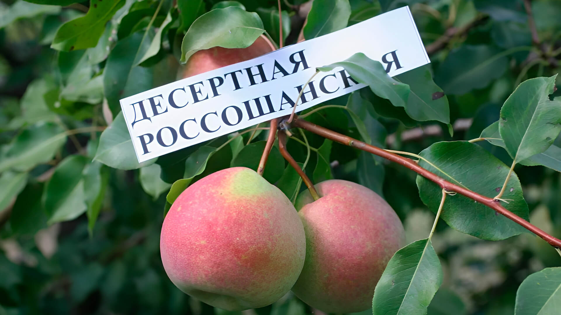 Груши Десертная Россошанская не вытянутая.
