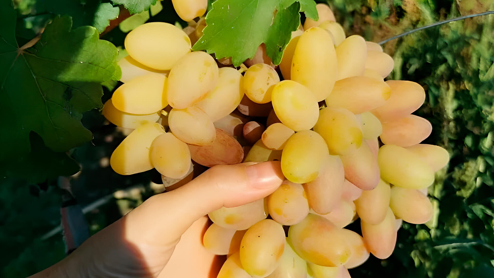 Ягоды винограда Сенсация конические и крупные.