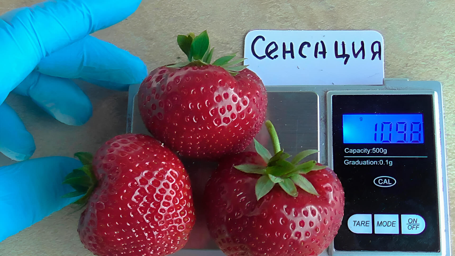 Вес 3 ягод клубники Сенсация.