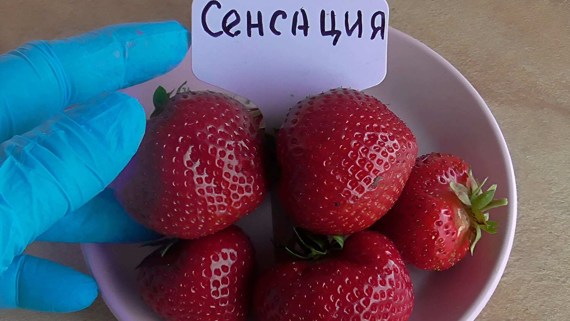 Сорт клубники Сенсация.