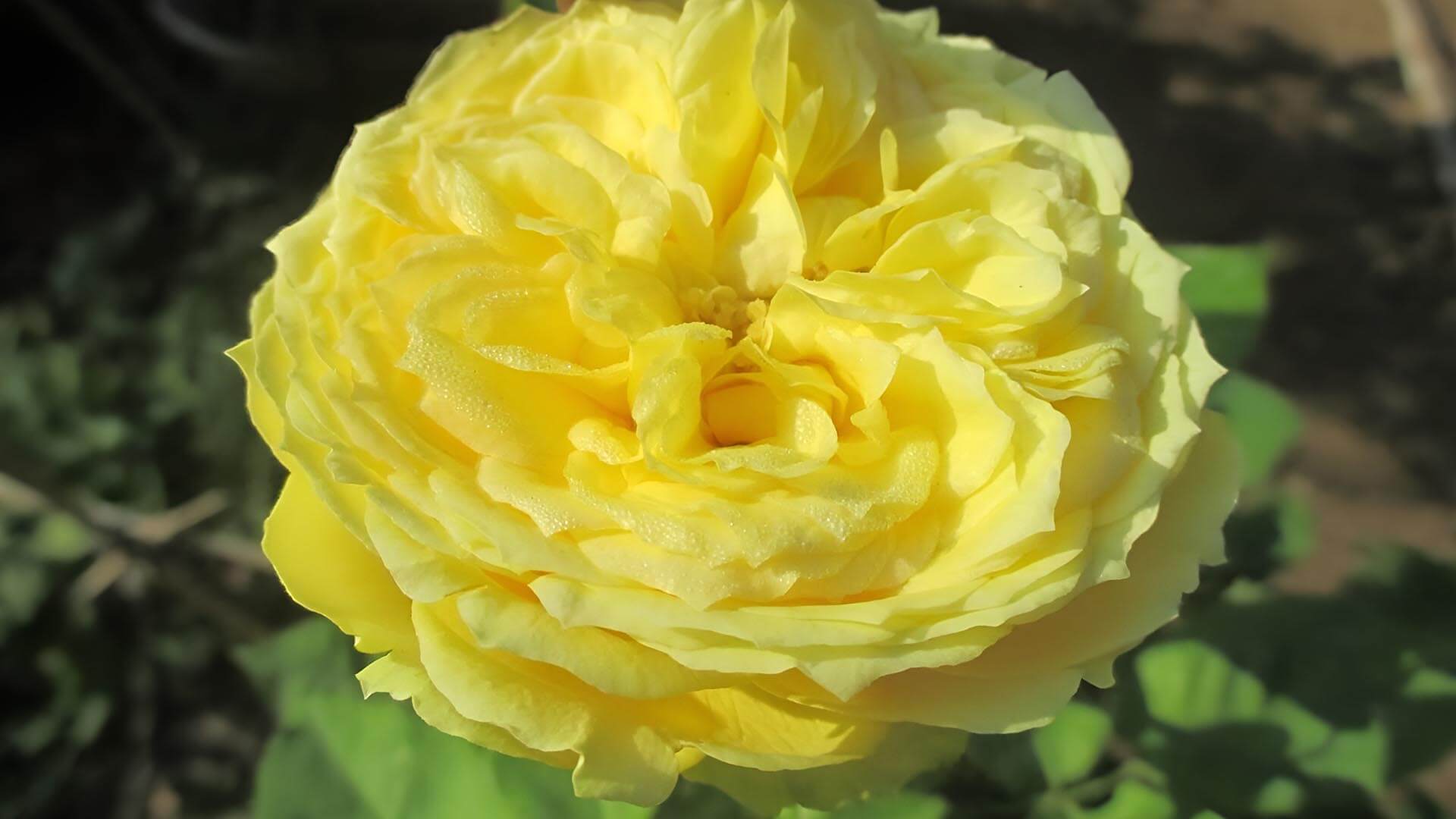 Вся яркость розы Каталина.